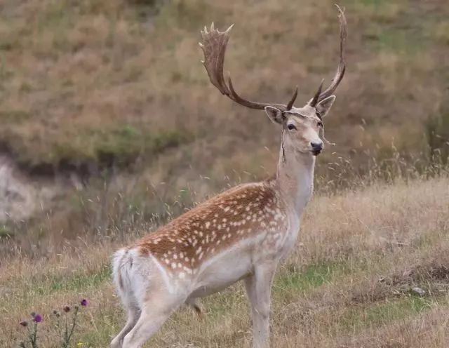 微信图片_20190418114733.jpg 微信图片_20190418114733.jpg